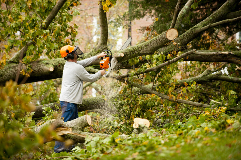 Hazardous tree removal service