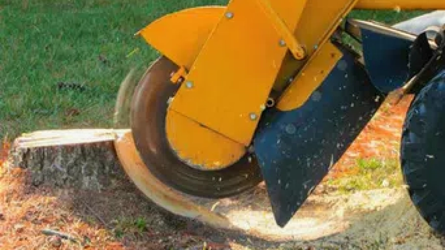 Professional stump grinding and removal